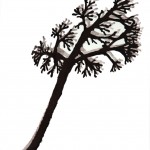 Agave Americana, 2010       Xylography 100 x 70 cm  €  450